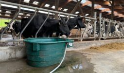 Deux vaches de race Holstein au cornadis devant un bac à eau rajouté sur le couloir d'alimentation d'une stabulation