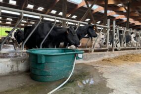 Deux vaches de race Holstein au cornadis devant un bac à eau rajouté sur le couloir d'alimentation d'une stabulation