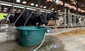Deux vaches de race Holstein au cornadis devant un bac à eau rajouté sur le couloir d'alimentation d'une stabulation