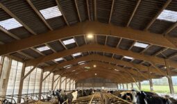 Aperçu d'une étable avec charpente bois et logettes abritant des vaches de race Holstein