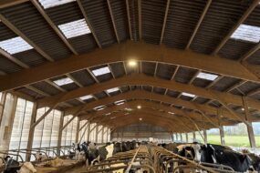 Aperçu d'une étable avec charpente bois et logettes abritant des vaches de race Holstein