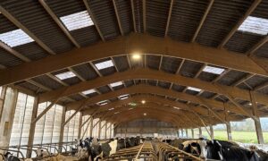 Aperçu d'une étable avec charpente bois et logettes abritant des vaches de race Holstein