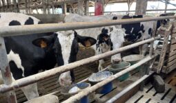 Des vaches de race Holstein derrière une barrière devant des seaux de minéraux