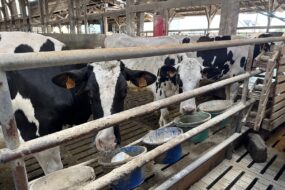 Des vaches de race Holstein derrière une barrière devant des seaux de minéraux