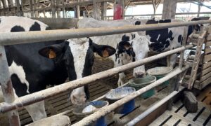 Des vaches de race Holstein derrière une barrière devant des seaux de minéraux