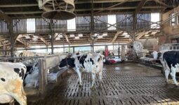 Des vaches laitières de race Holstein dans une stabulation sur caillebotis équipée d'un abreuvoir et d'un ventilateur