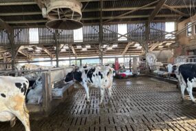 Des vaches laitières de race Holstein dans une stabulation sur caillebotis équipée d'un abreuvoir et d'un ventilateur