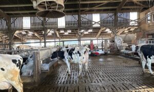 Des vaches laitières de race Holstein dans une stabulation sur caillebotis équipée d'un abreuvoir et d'un ventilateur