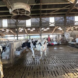 Des vaches laitières de race Holstein dans une stabulation sur caillebotis équipée d'un abreuvoir et d'un ventilateur