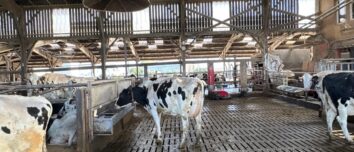Des vaches laitières de race Holstein dans une stabulation sur caillebotis équipée d'un abreuvoir et d'un ventilateur