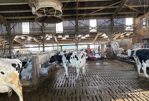Des vaches laitières de race Holstein dans une stabulation sur caillebotis équipée d'un abreuvoir et d'un ventilateur