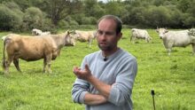 Un agriculteur au milieu de ses vaches dans un champ