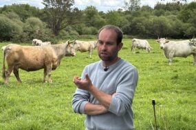 Un agriculteur au milieu de ses vaches dans un champ