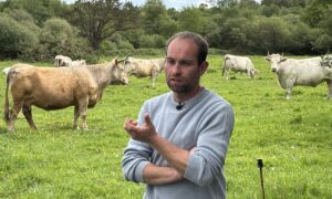 Un agriculteur au milieu de ses vaches dans un champ