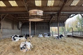 Sous un ventilateur, des vaches taries de race Holstein couchée sur une litière paillée