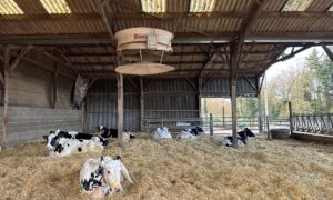 Sous un ventilateur, des vaches taries de race Holstein couchée sur une litière paillée