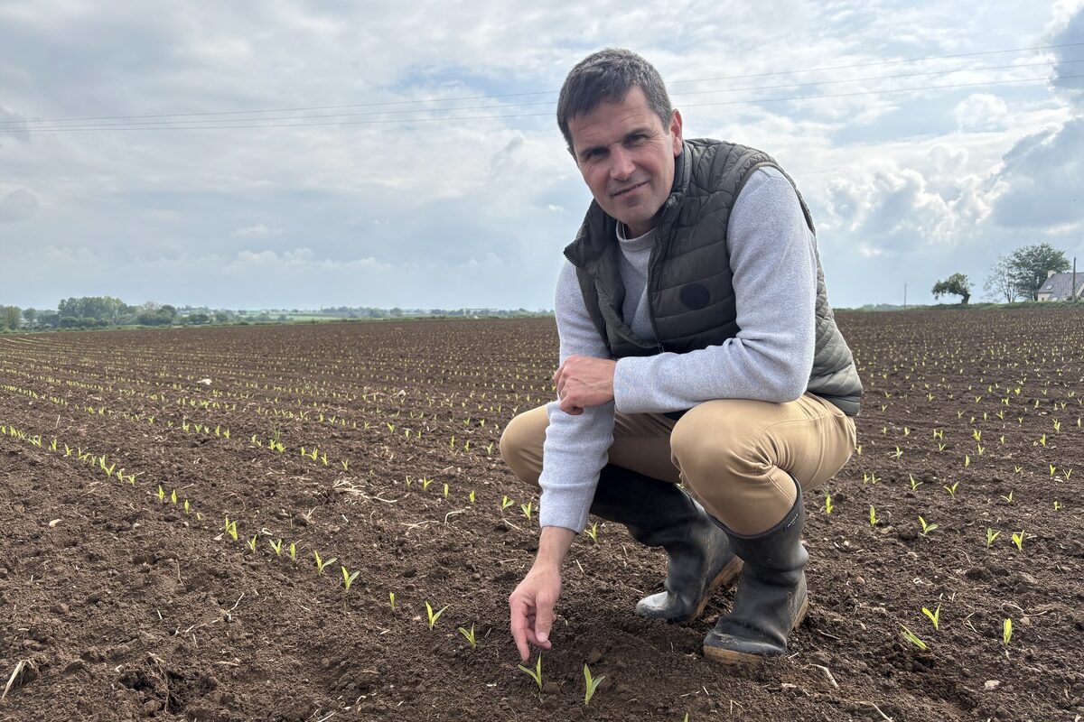 Un agriculteur accroupi dans un champ de maïs tout juste germé - Illustration Des levées vigoureuses pour les maïs