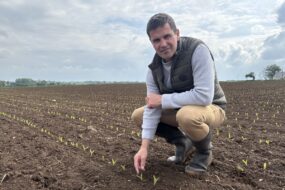 Un agriculteur accroupi dans un champ de maïs tout juste germé