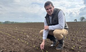 Un agriculteur accroupi dans un champ de maïs tout juste germé