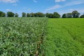 Essai en bandes de féverole et de lupin dans une parcelle agricole