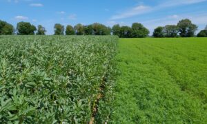 Essai en bandes de féverole et de lupin dans une parcelle agricole