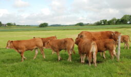 Vaches et veaux limousins dans une prairie