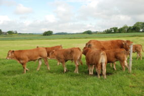 Vaches et veaux limousins dans une prairie