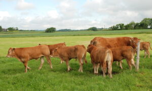 Vaches et veaux limousins dans une prairie