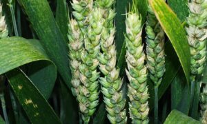 fusariose sur un épi de blé