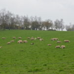 Des moutons dans un champ
