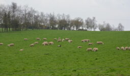 Des moutons dans un champ