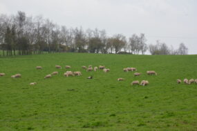 Des moutons dans un champ