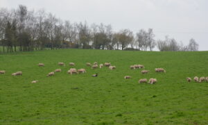 Des moutons dans un champ
