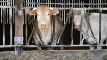 Deux vaches blondes d'aquitaine au cornadis