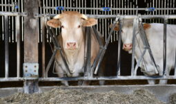 Deux vaches blondes d'aquitaine au cornadis