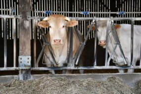Deux vaches blondes d'aquitaine au cornadis