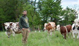Un homme aux côtés de ses vaches laitières dans un champ