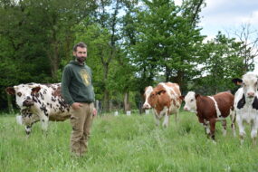 Un homme aux côtés de ses vaches laitières dans un champ