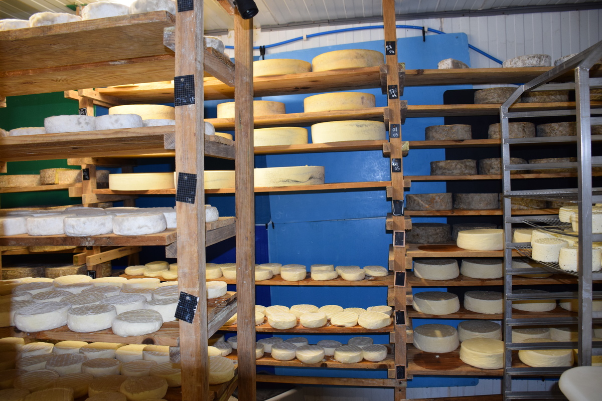 Fromages de toutes sortes en cours d'affinage dans la cave d'une exploitation agricole