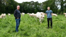 Deux hommes avec des vaches charolaises dans un pré