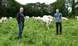 Deux hommes avec des vaches charolaises dans un pré