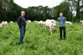 Deux hommes avec des vaches charolaises dans un pré