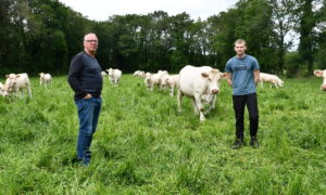 Deux hommes avec des vaches charolaises dans un pré