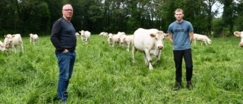 Deux hommes avec des vaches charolaises dans un pré
