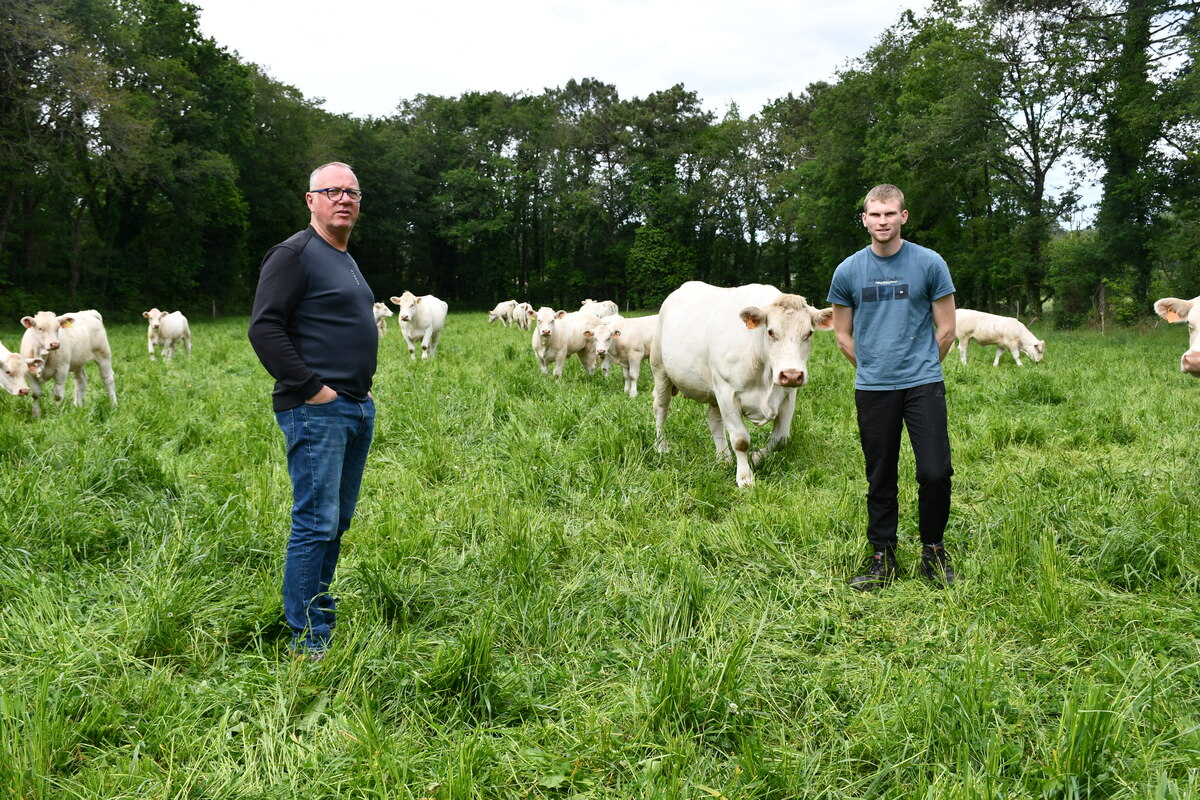 Deux hommes avec des vaches charolaises dans un pré - Illustration Le cheptel partagé pour sécuriser l’installation : Des bovins transmis, d’autres vendus aux enchères