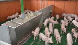 Des porcelets en case dans une maternité porcine