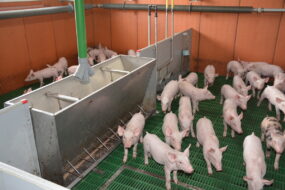 Des porcelets en case dans une maternité porcine