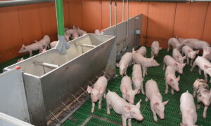 Des porcelets en case dans une maternité porcine