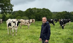 Un éleveur souriant au milieu d'un troupeau de vaches laitières au pâturage