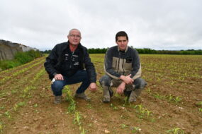 Deux hommes accroupis dans une parcelle de maïs